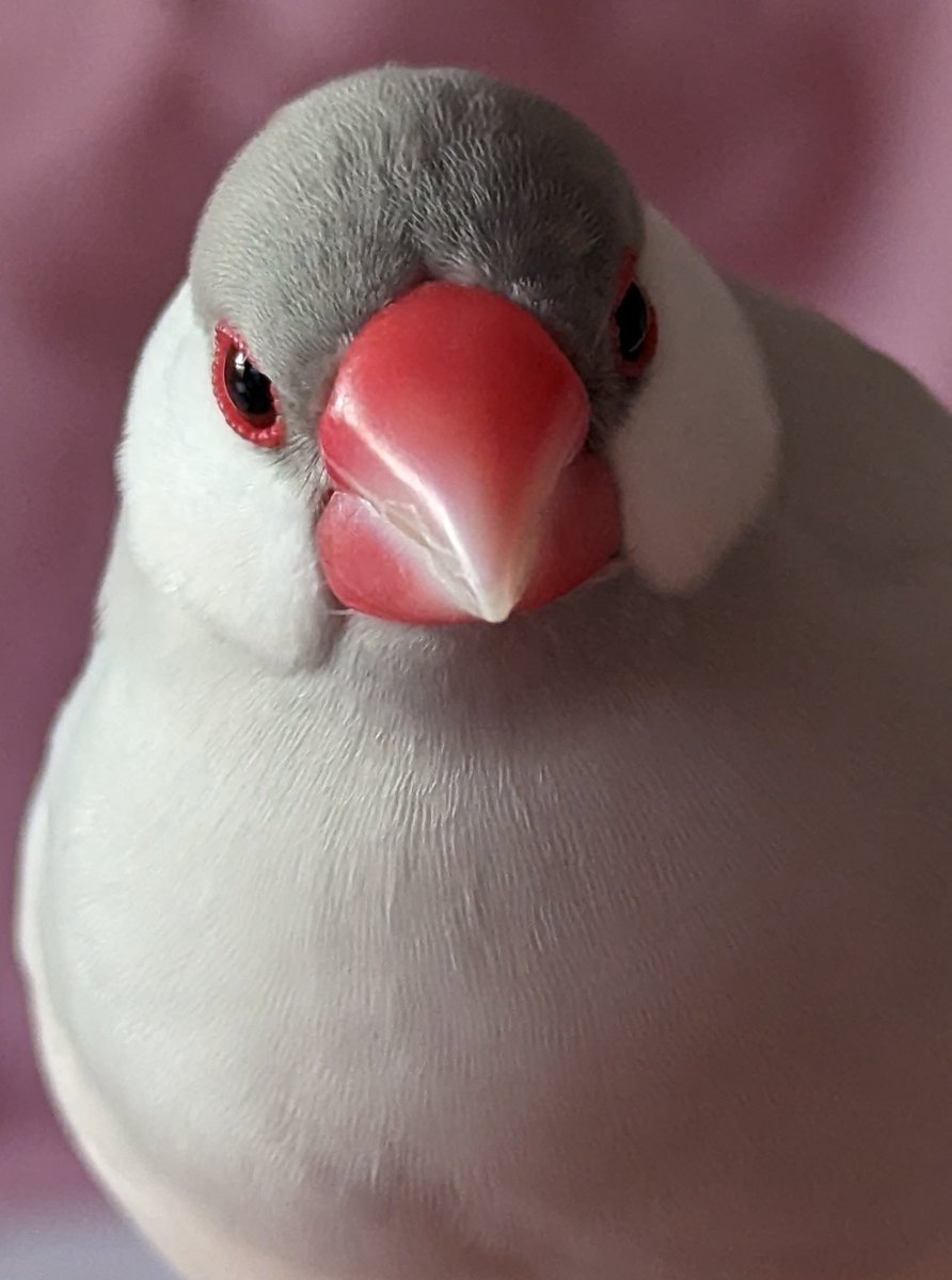 【無敵のイケメン文鳥】ブーケ🪽🌹 tweet media