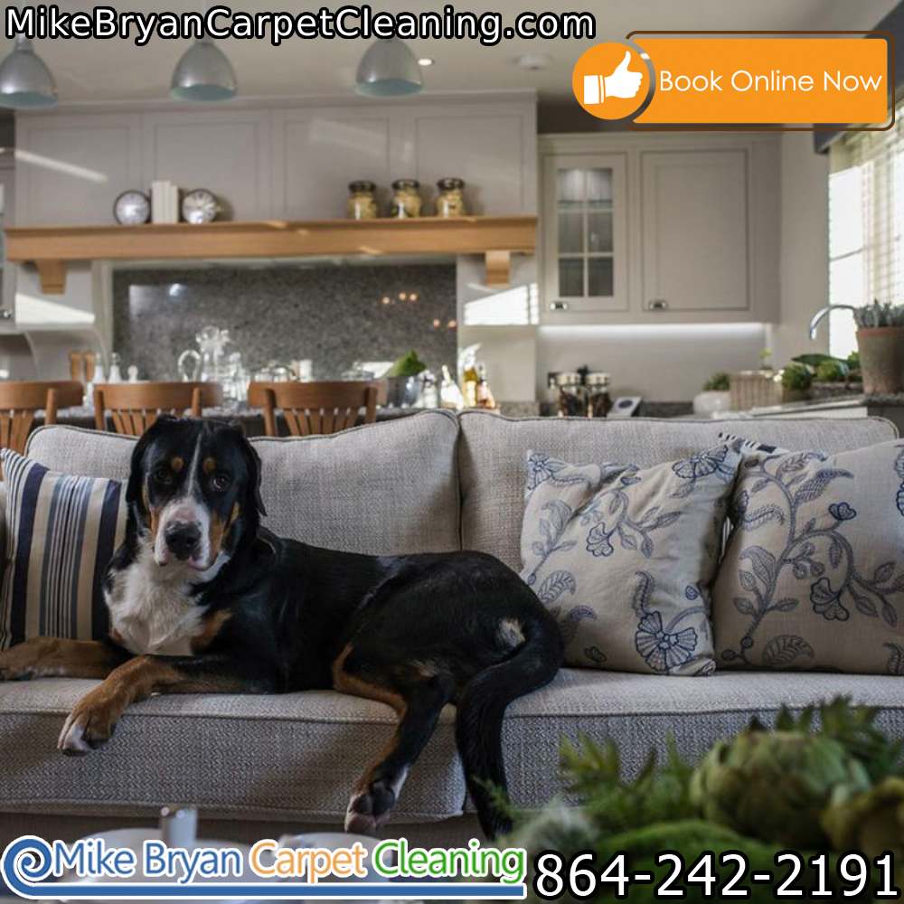 Calling all pet owners in Greenville, SC! 📷
Dealing with pet stains and odors can be a real challenge. That's where we come in! 
Call 📷 864-430-1499 📷 or visit mikebryancarpetcleaning.com📷 #greersc #taylorssc #greenvillesc #upstatesc