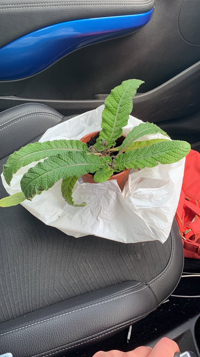 Shonagh Joice tweet media