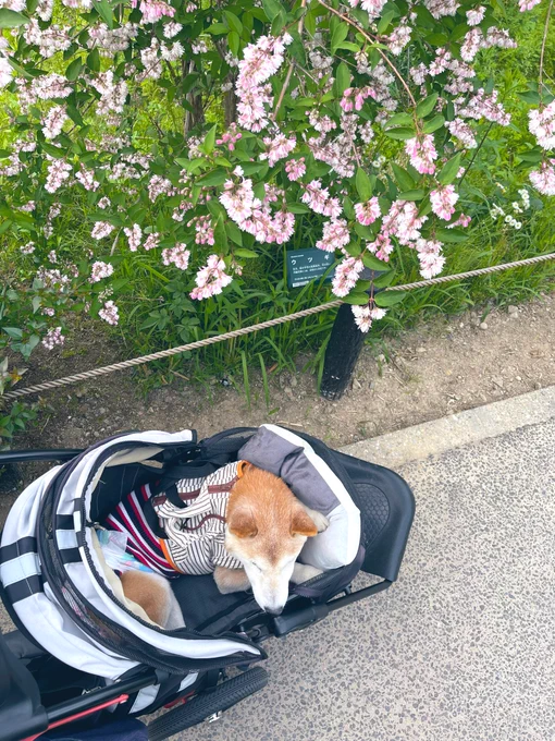 歳をとると辛かったり苦しかったりよりも、思わず優しくされたりする泣けてしまうんだなと悟った出来事でした。#柴犬銀次郎 