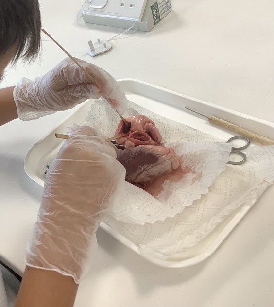 Year 6 @rgsguildforddxb and we are all about the heart dissections! Pupils got to explore a lambs heart up close today. Fantastic to see their faces during the dissection. Used my colleagues visualiser to help show how to dissect #edtech #ks2science #rgsgd #yeahscience #CollabUAE