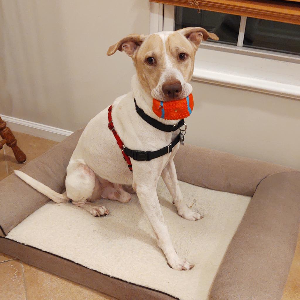 lostdogrescue's tweet photo. 🐾 Meet Murphy, the affectionate pup seeking a forever home! With a love for walks, car rides, and cuddling, he's house-trained and ready to bring joy to your life! 

For more info on Murphy, click the link in our bio!

#AdoptMurphy #RescueLove #FindYourFurryFriend https://t.co/19776iaif4