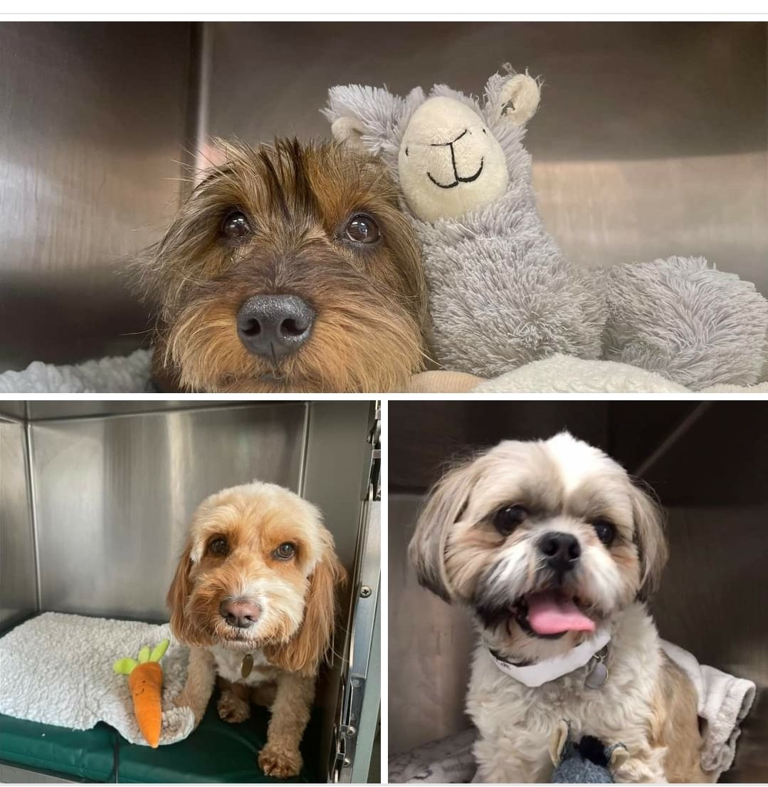 Sometimes your best friend needs to come to spend the day at Mulberry House Vets too!
Here’s Ted with his llama 🦙 , Riley with his carrot 🥕 and Pablo with his donkey 🫏 💜
#dogsoftwitter 
#petcare 
#veterinary #woky #Bracknell