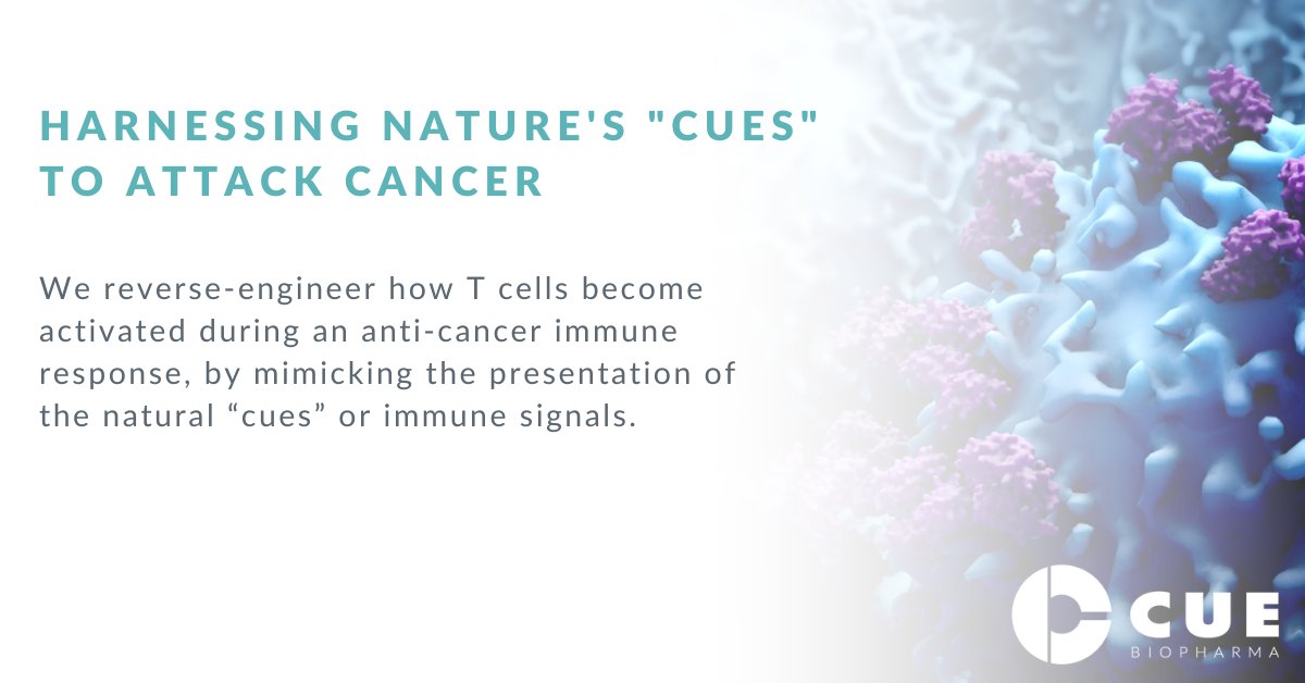 CueBiopharma's tweet image. At Cue Biopharma, we reverse-engineer how #Tcells become activated during an anti-cancer immune response, by mimicking the presentation of the natural “cues” or immune signals. Learn more about our approach and #PlatformTechnologies here: bit.ly/3N8dCsa