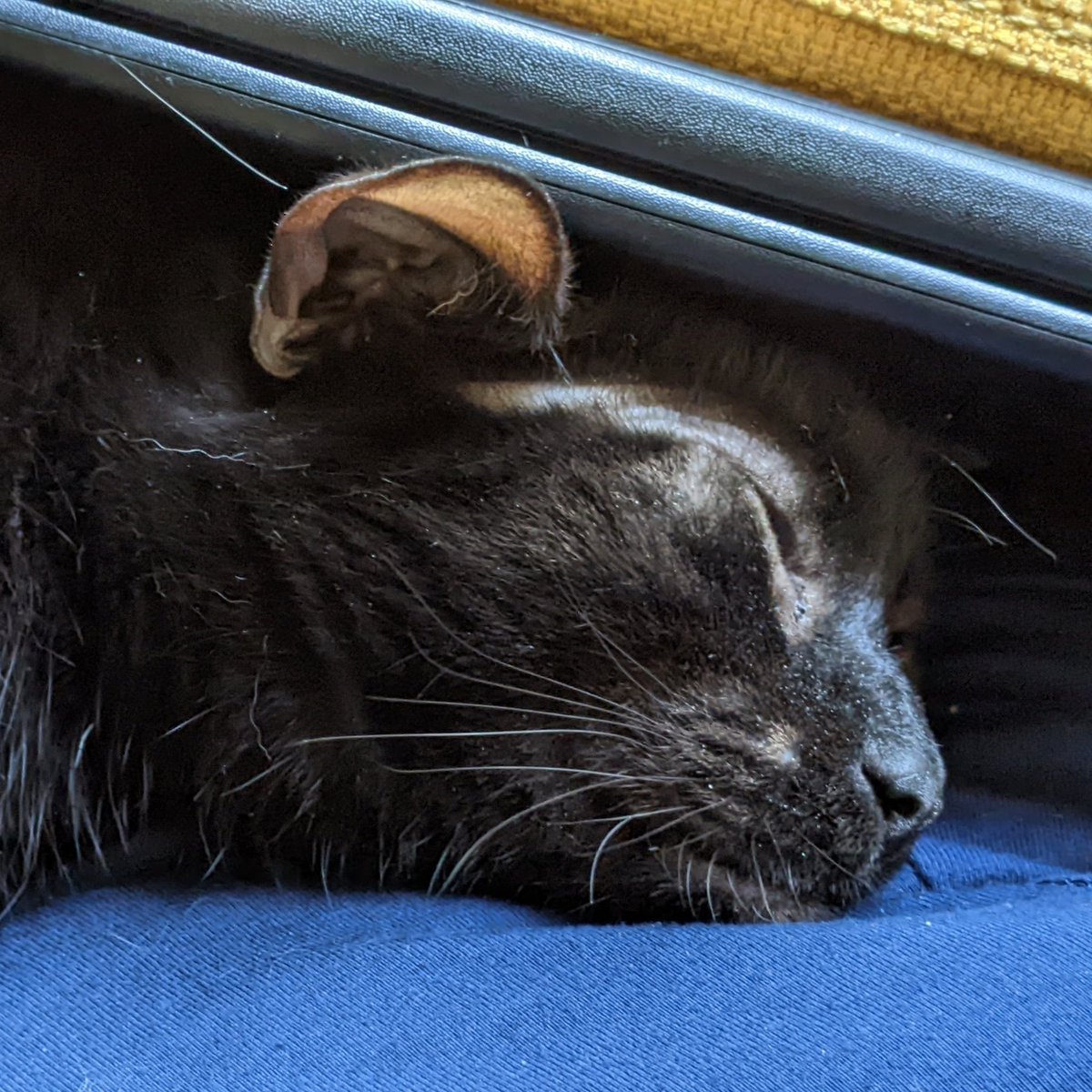 Eddie squished himself. #whiskerswednesday #CatsOfTwitter #CatsOnTwitter #CatTwitter #blackcats #panfursquad #moggies #catpics #minipanfur #RescueCats #cats #wednesdaymorning