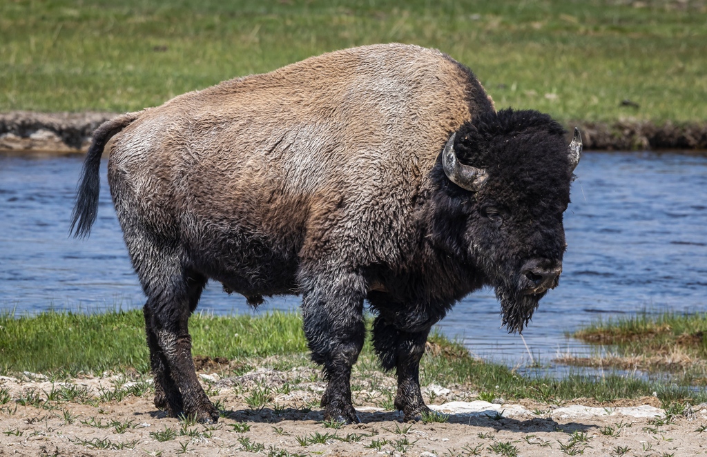 The quintessential American Bison showing off his mud roll colors! #yellowstonenps #nps #usfws #naturephotography #animals #animalsofinstagram #nature_perfection #wildlifephotography #ignature #animalphotography