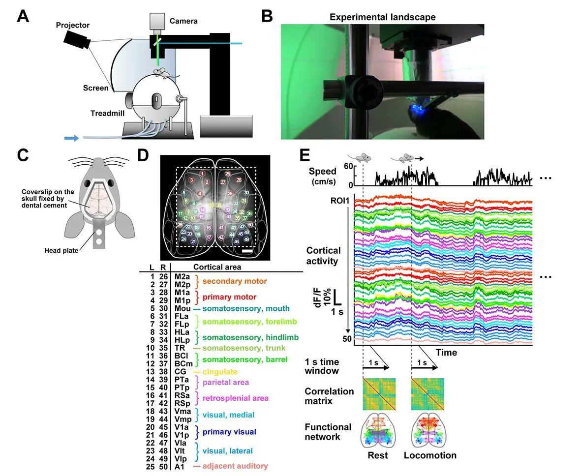 Future research on functional brain network dynamics in autism is expected to lead to the development of new biomarkers for autism diagnosis bit.ly/3JWQcTD #virtualreality #VR #immersivetechnology