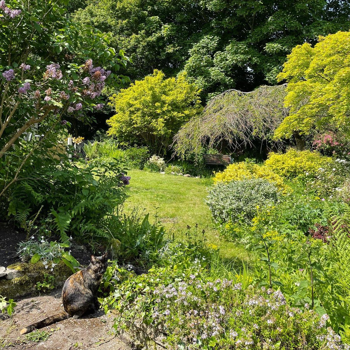 Stopped for lunch in the garden today, never get tired of the view 😀🐈‍⬛ #rwf #reworkedfurniture #lunchbreak #englishgarden #homesandgardens #lifeindorset #dorset #dorsetgarden