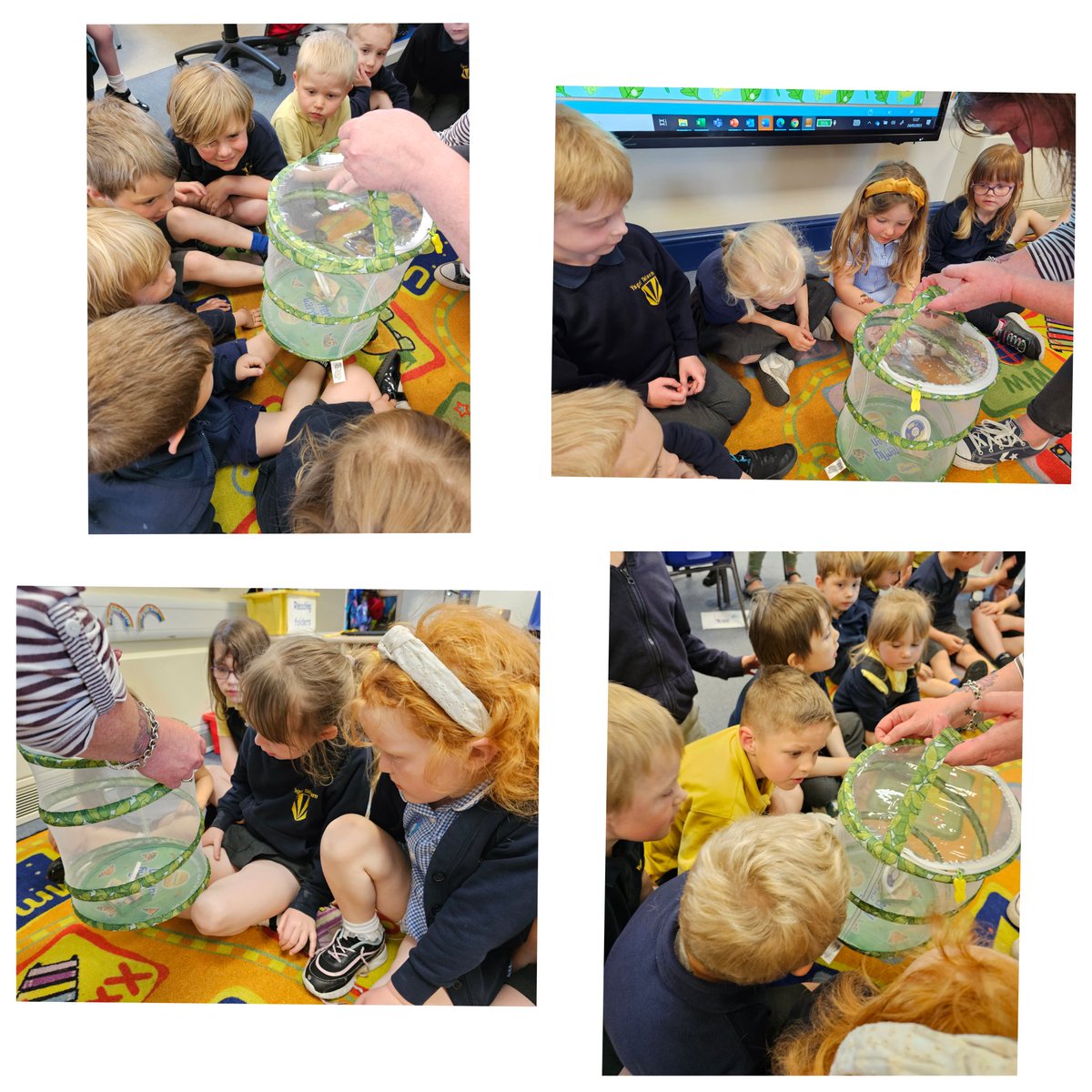 LaugharneSchool's tweet photo. Dosbarth Telyn have had a new arrival! 1 of our butterflies have hatched from its cocoon! #exciting #learningcomesalive #education https://t.co/6XpsSIK11H