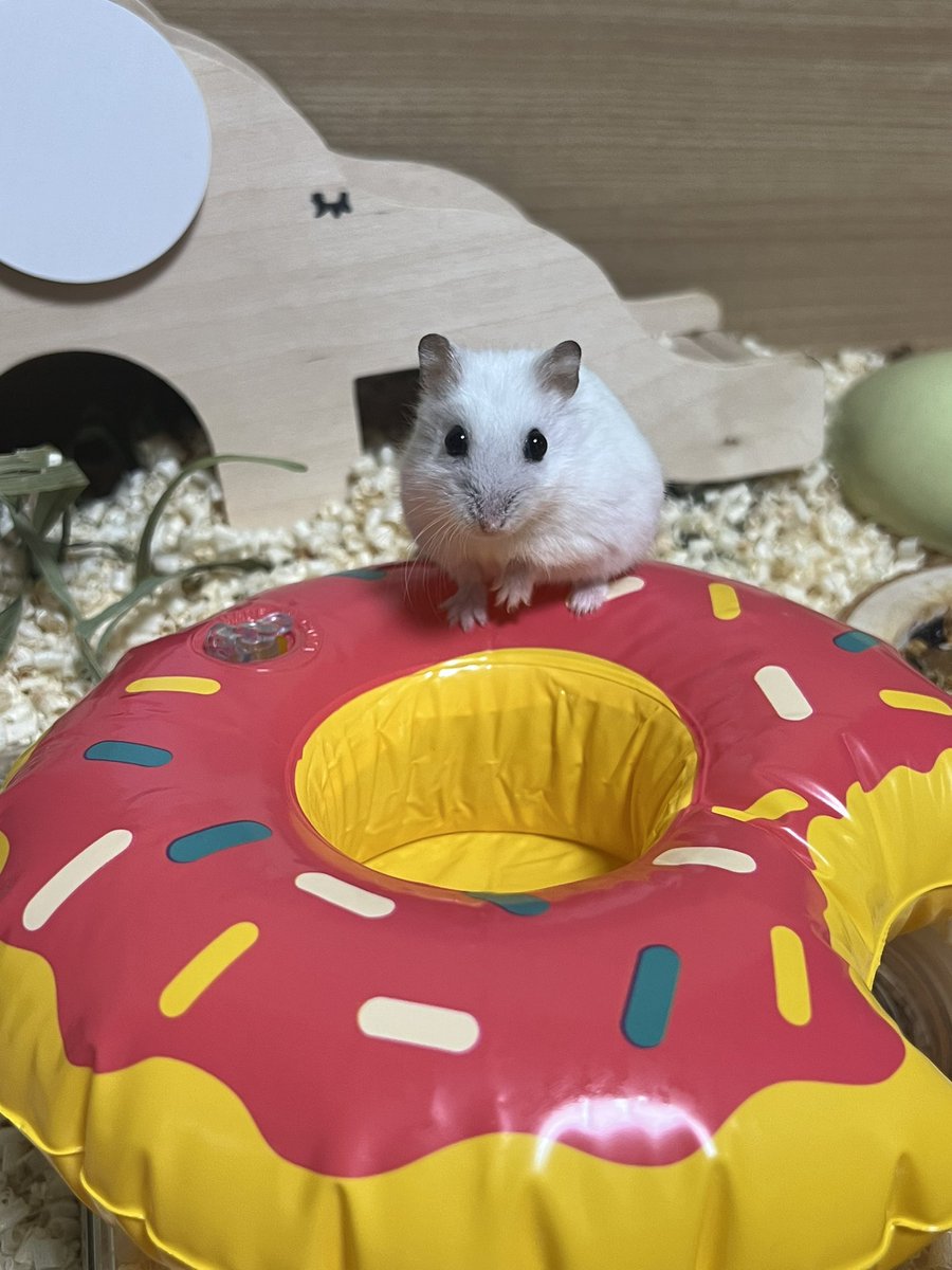 여름을 즐기는 사부❤️❤️
삼초 놀고 버림받음❤️