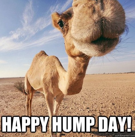 Happy Wednesday! The long weekend is getting closer.  #humpdaywednesday 🐪