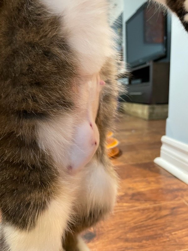 ShawnaLeeG's tweet photo. Poor Cookie developed a hernia after her spay surgery. She is back at the vet this morning for a surgical repair. Rescue is expensive!
#spayandneuter #rescuecat #FTLOL #CatsOfTwitter https://t.co/Qjfh3urHL7