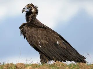 Cinereous Vulture faces many threats, including habitat loss, poisoning, shooting, and collisions. Conservation efforts have helped populations rebound in western Europe. Read more about this species in the new, detailed life history account: bit.ly/45lTppo
#ornithology