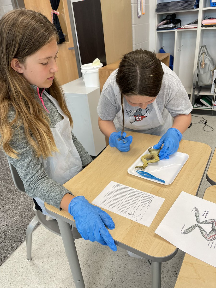 Molly_Capps's tweet photo. Ohmyheart. Look at these scientists! Itโs frog dissecting day and this room is FILLED with excitement! #fullyengaged #HappyKiddos #5thGrade https://t.co/HLRto4LwSw
