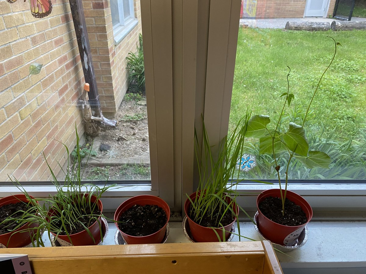 GaskinMrs's tweet photo. Our “KinderGARDEN” is in full bloom! @StJosephDPCDSB https://t.co/znsfJ2mjyG