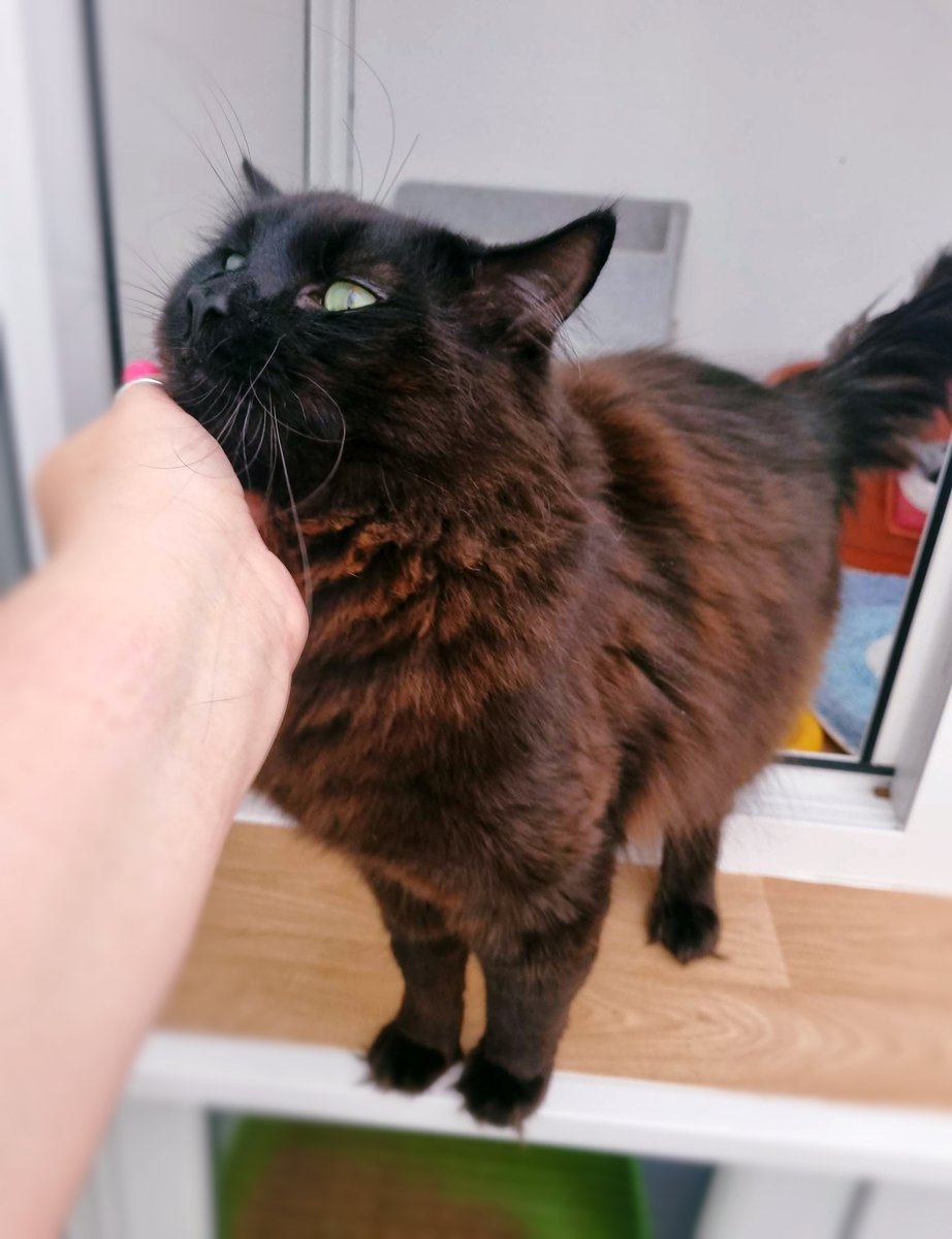 Brownie, a gorgeous fluffy boy aged 11 months, chatty & affectionate with big floofy paws looking for his ‘furever’ home on this #whiskerswednesday where he can relax & #Hedgewatch #CatsOfTwitter #CatsOnTwitter #cats #rescuecats #blackcatsoftwitter #AdoptDontShop #catsprotection