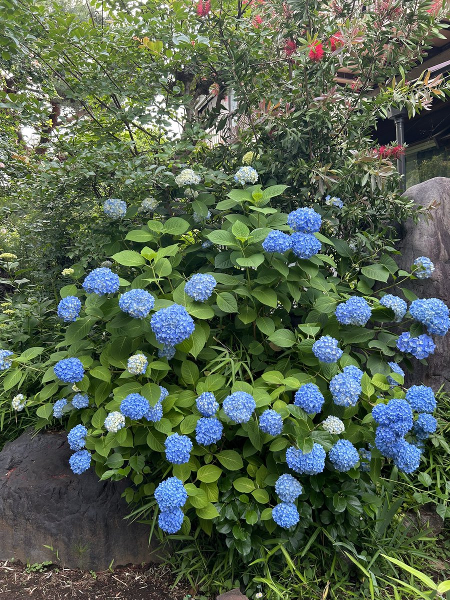 eriperiperip's tweet photo. 紫陽花が色付いてきました！ブルーの紫陽花が1番好き。

#紫陽花 
#あじさい https://t.co/oJGBJGY91R