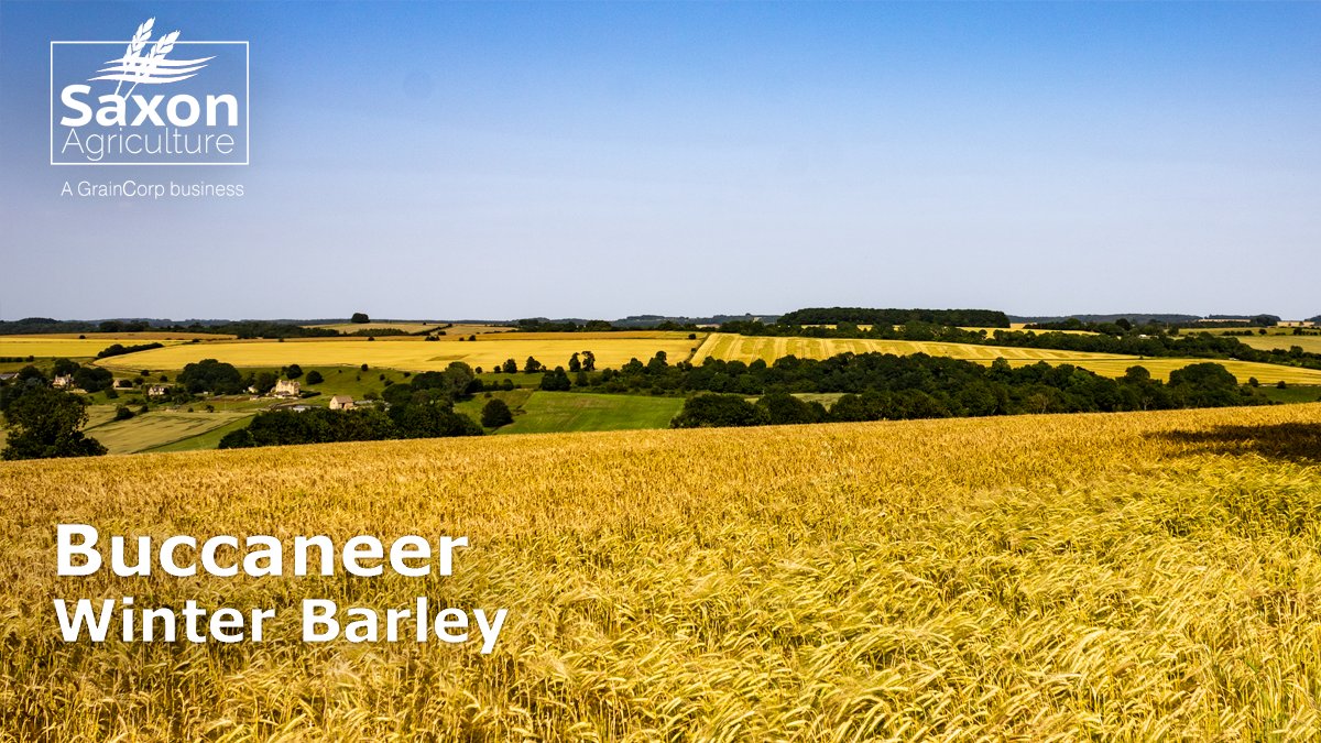 Saxon Agriculture (@saxonag) on Twitter photo Buccaneer is the new highest yielding winter malting barley on the AHDB recommended list. Hailing from the breeders <a href="/Elsomsseeds/">Elsoms Seeds</a> it is also showing a high untreated yield as well as one of the best rhyncosporium scores available. Saxon are able to offer a limited quantity on a Buccaneer is the new highest yielding winter malting barley on the AHDB recommended list. Hailing from the breeders <a href="/Elsomsseeds/">Elsoms Seeds</a> it is also showing a high untreated yield as well as one of the best rhyncosporium scores available. Saxon are able to offer a limited quantity on a