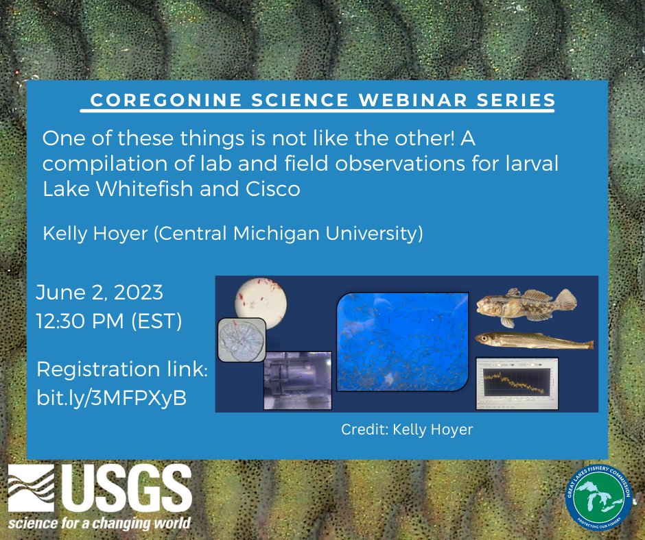 LampreyControl's tweet photo. One of these things is not like the other! A compilation of lab and field observations for larval Lake Whitefish and Cisco”
Please join the #CoregonineSciSeries on Friday June 2, at 12:30PM EST for a presentation by Kelly Moyer (@cmichcse).
Register here: https://t.co/SNcymfyvJH https://t.co/DFvJzYOH9t