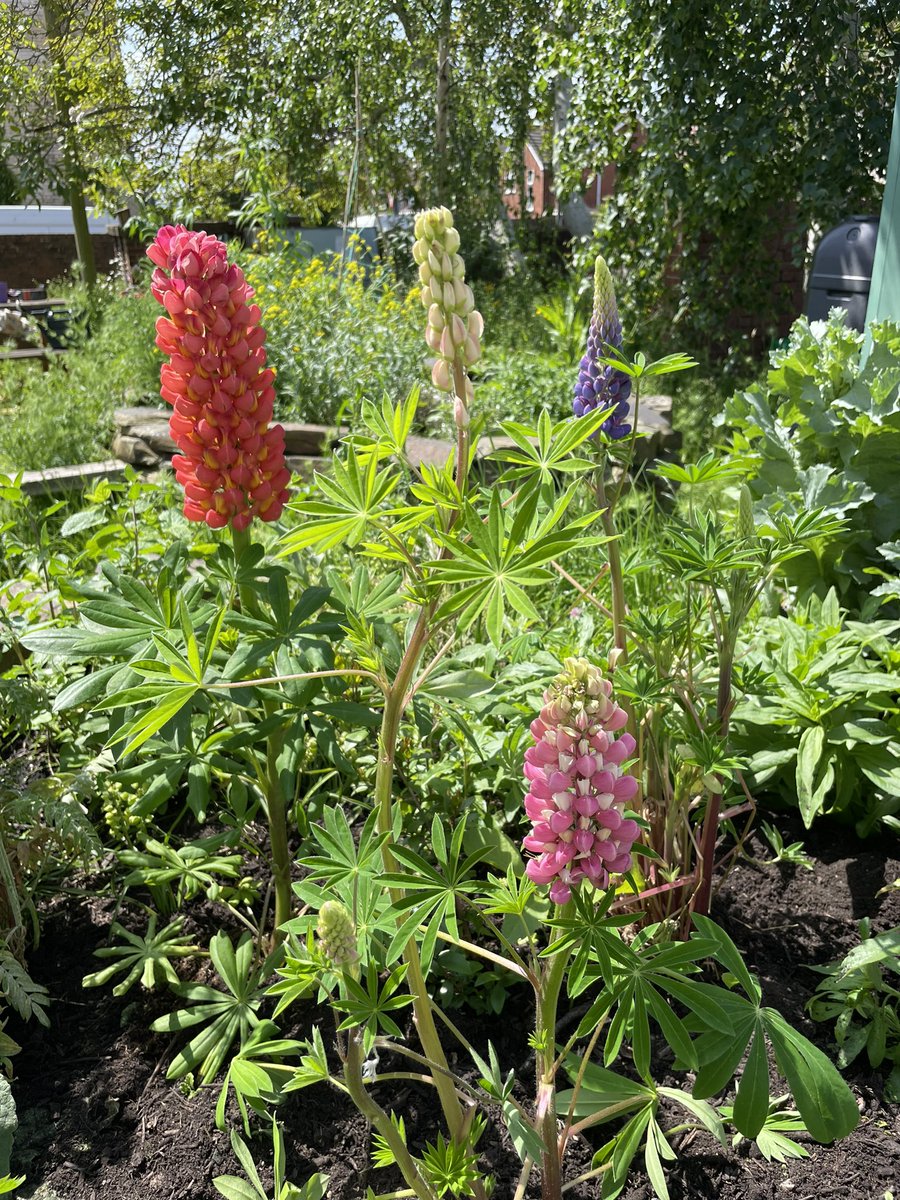 St Luke’s Volunteer Garden tweet media