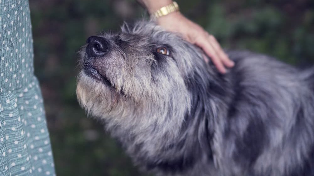 Al piano terra del palazzo di Giustizia di Palermo c’era un guardiano molto speciale che è mancato due giorni fa. Si trattava di Uccio, un cane che aveva scelto di vivere lì, ai piedi delle statue di due grandi uomini: Giovanni Falcone e Paolo Borsellino. #23maggio #23maggio1992