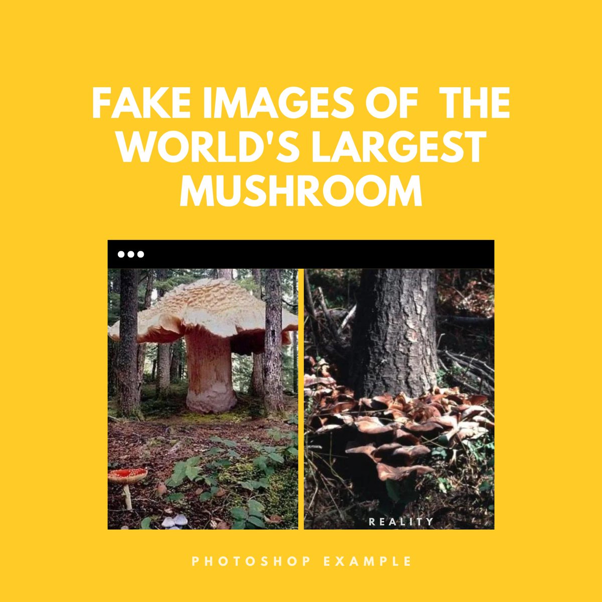 Mediterranean Digital Media Observatory tweet media