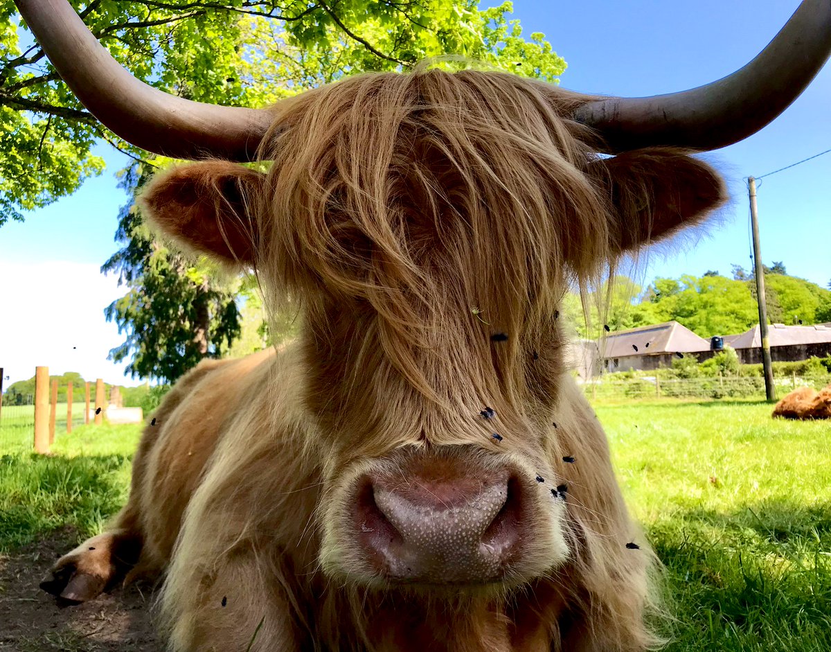 ☀️Just a glorious Wednesday … 

A post lunch lie down in the shade, perfect apart from the pesky flies 🪰🪰🪰

#Highlanders #HighlandCows #ThePhotoHour #ScottishHighlands