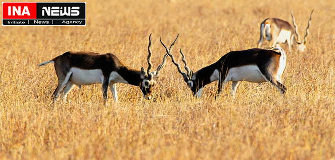 Researchers study distinctive mating strategies in blackbucks

#New Delhi (India Science Wire): Mating is the pairing of male and female for reproductive purposes. Lekking is an unusual mating system in which some wild male animals...... 
inanews.org/2023/05/new-de…
@indianscinews