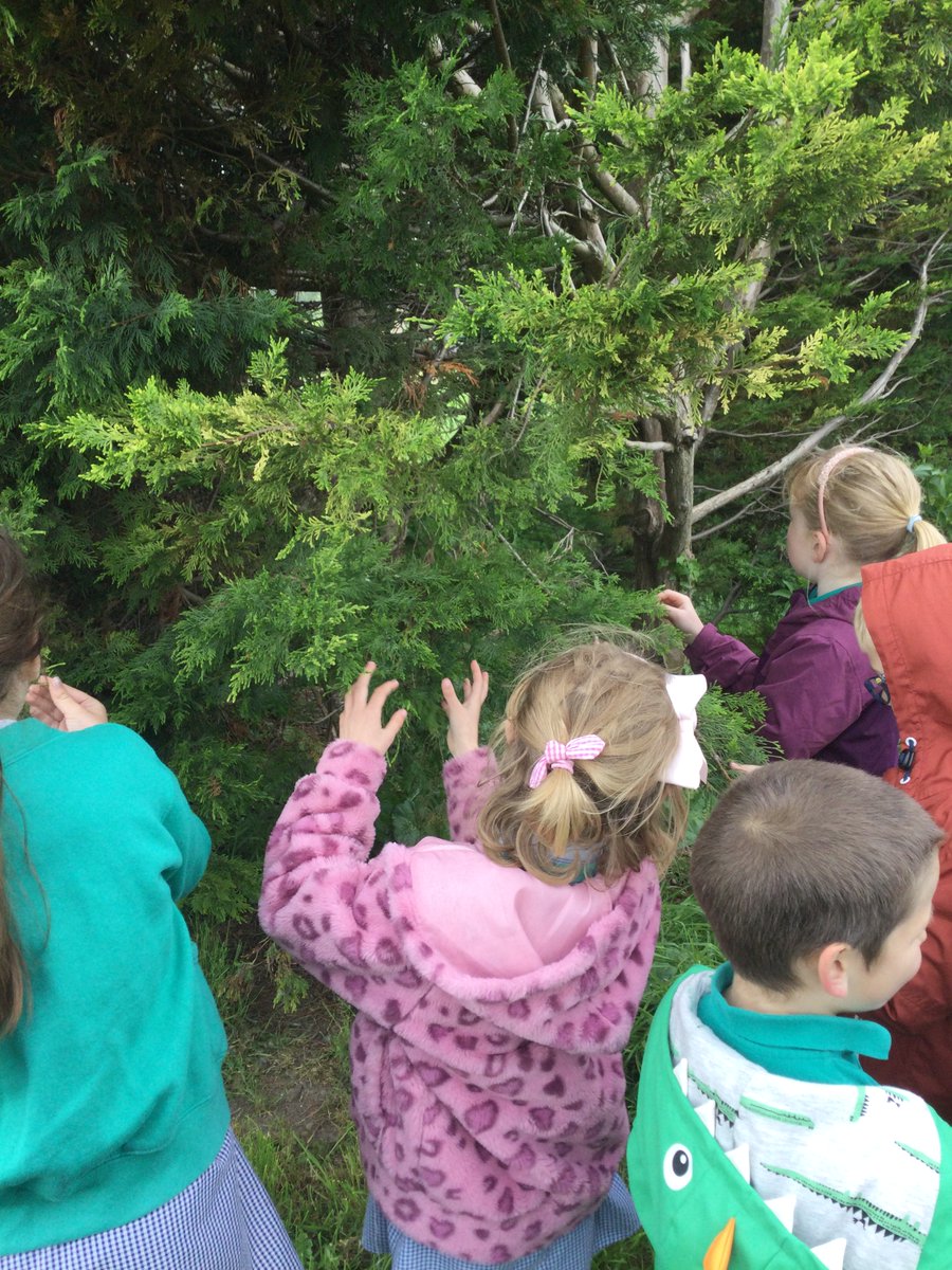 class2foxton's tweet photo. Class 2 have been learning about evergreen and deciduous trees. We looked at trees in the playground and then on Monday we went to the rec to identify trees there. We found there were a lot of deciduous trees but not so many evergreen! https://t.co/HufWoD9GTD