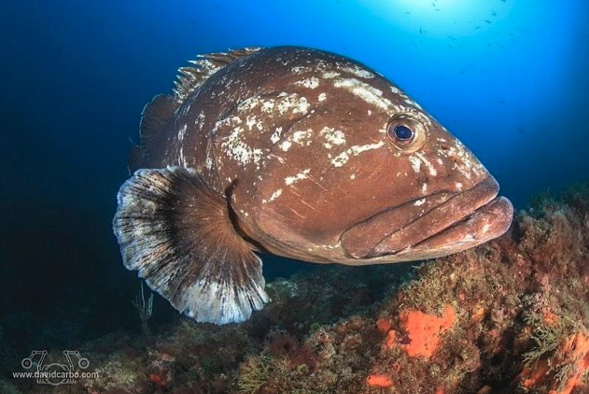diveSSI's tweet image. Who here has completed the SSI Fish Identification program? What was your favorite thing you learnt during the course?

📸@david_carbo_

#wearessi #fishid #fishidentification #fish #marinelife