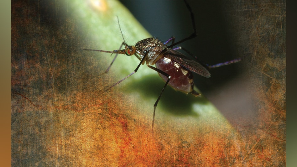 Something in the wind? Mosquito management faces new challenges in an era of more extreme weather events. lawnandlandscape.com/article/someth…