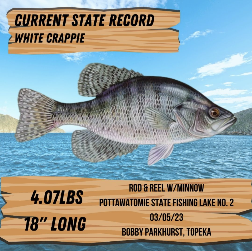 CrappieNow's tweet image. There’s a new #StateRecord for #whitecrappie in #Kansas! Weighing a whopping 4.07 lbs, this white #crappie was caught using a live minnow while fishing the #PottawatomieStateFishingLake No. 2. 

crappienow.com/MAG/2023/05/01…

#CrappieNOW #CrappieFishing