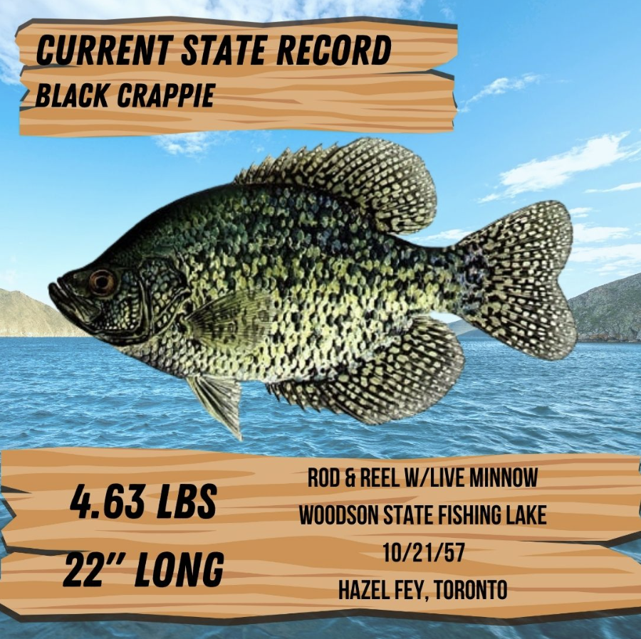 CrappieNow's tweet image. There’s a new #StateRecord for #whitecrappie in #Kansas! Weighing a whopping 4.07 lbs, this white #crappie was caught using a live minnow while fishing the #PottawatomieStateFishingLake No. 2. 

crappienow.com/MAG/2023/05/01…

#CrappieNOW #CrappieFishing