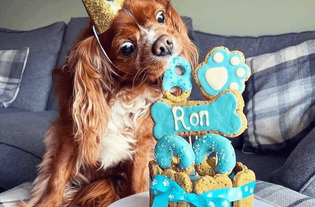 Baking Dog Cakes for over 10 years .
We create the cake so you can create the memories ❤️🐾
#dogcake #doglover #dogsbirthday