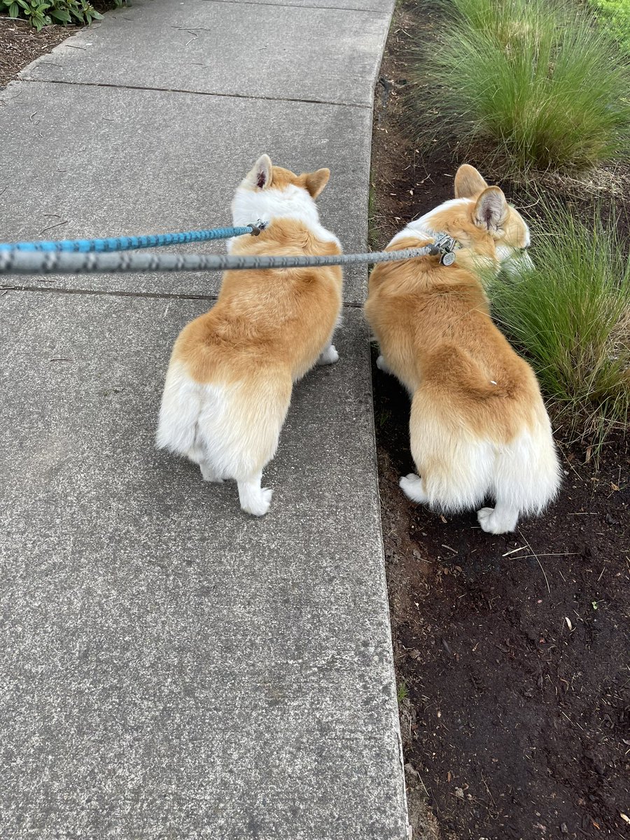 Two fluffy corgi butts,
Near the end of May.
Here to wish their Twitter furiends,
Happy, happy hump day!

#HumpDay = #RumpDay = #FuzzyCorgiButtDay 

#CarsonTheCorgi #AndPocoToo #CorgiCrew