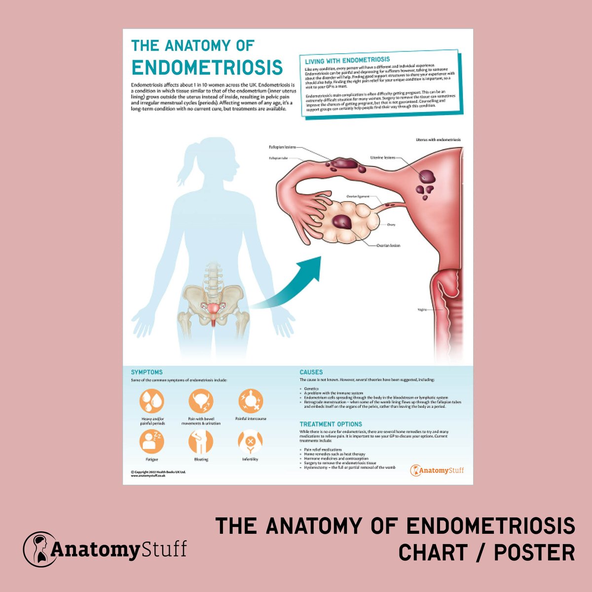 AnatomyStuff tweet media