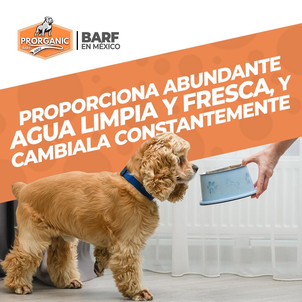 BARFenMexico's tweet photo. La #erupción de un #volcán puede traer consigo una serie de desafíos y riesgos para nuestros seres queridos, incluidas nuestras queridas #mascotas. 
A continuación, te presentamos algunos #tips esenciales para proteger a tu #mascota de la #ceniza #volcánica: https://t.co/3n6cw5NcEf