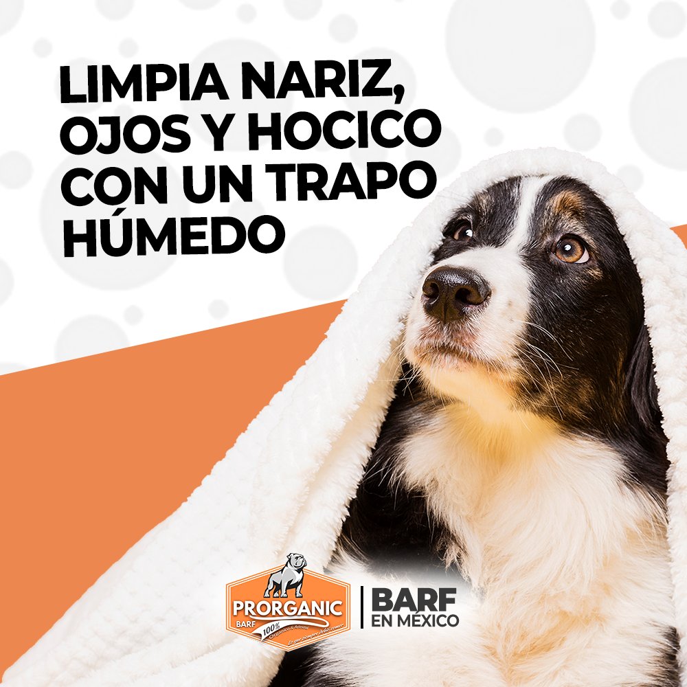 BARFenMexico's tweet photo. La #erupción de un #volcán puede traer consigo una serie de desafíos y riesgos para nuestros seres queridos, incluidas nuestras queridas #mascotas. 
A continuación, te presentamos algunos #tips esenciales para proteger a tu #mascota de la #ceniza #volcánica: https://t.co/3n6cw5NcEf