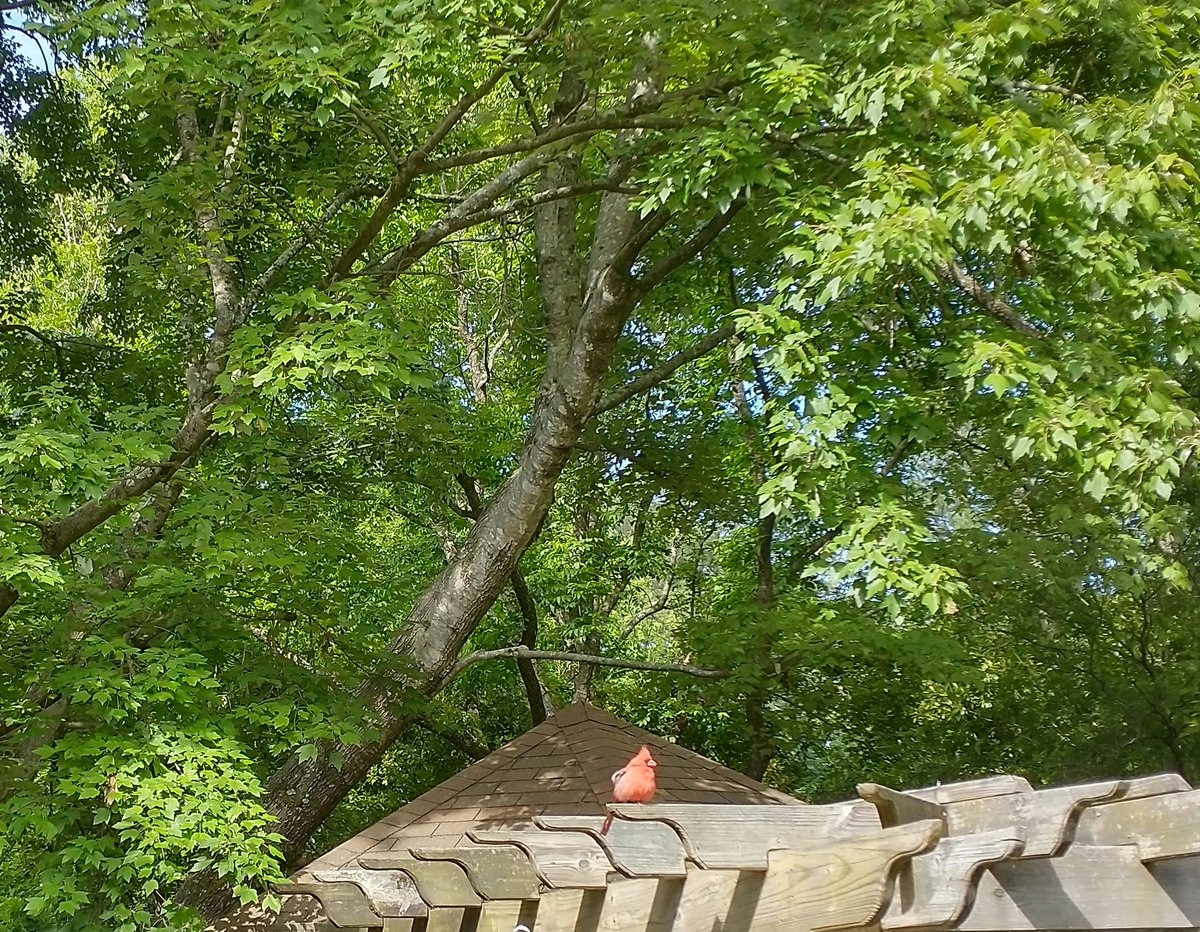IsabellSamaluk's tweet photo. The view from my window #cardinal https://t.co/JhDA4iSgtw