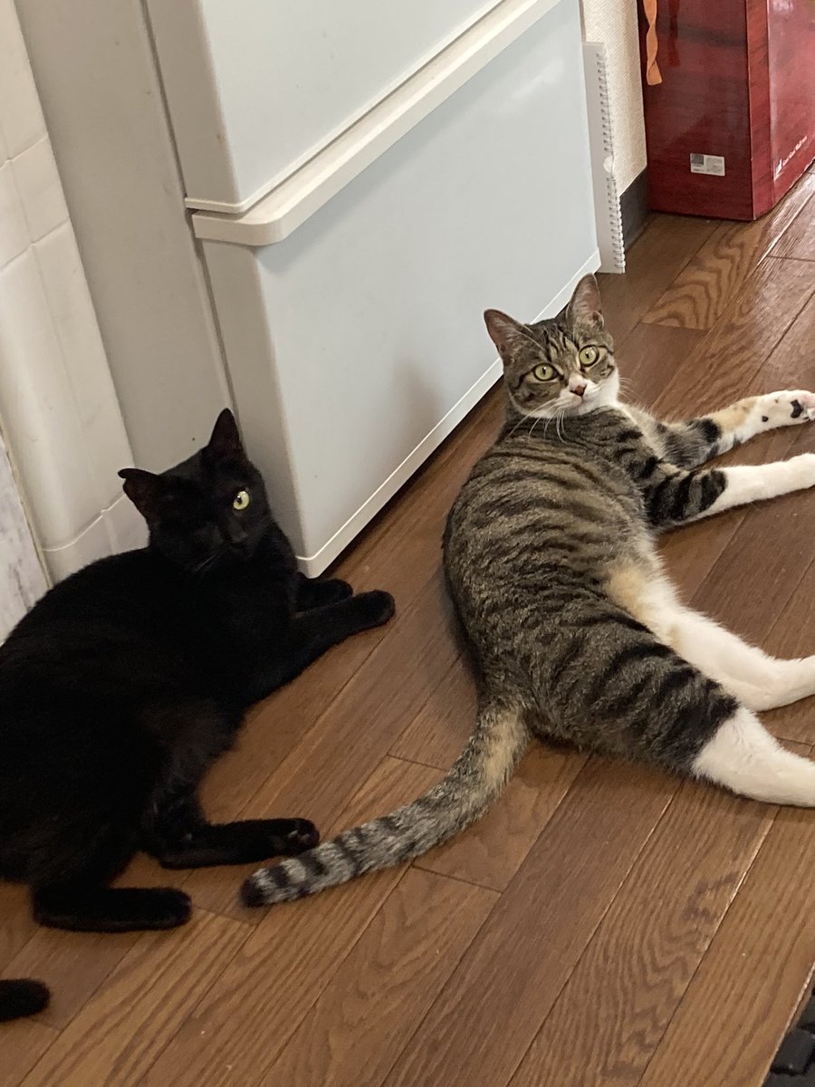 右手の親指の付け根がちょっと痛い…
今日は湿布貼ってねます( ˘ω˘ ) ｽﾔｧ…

写真は今日の落ち猫×2です
🐈‍⬛🐈🐾

皆様よい夢を✨️ https://t.co/nIxNqf7L5p