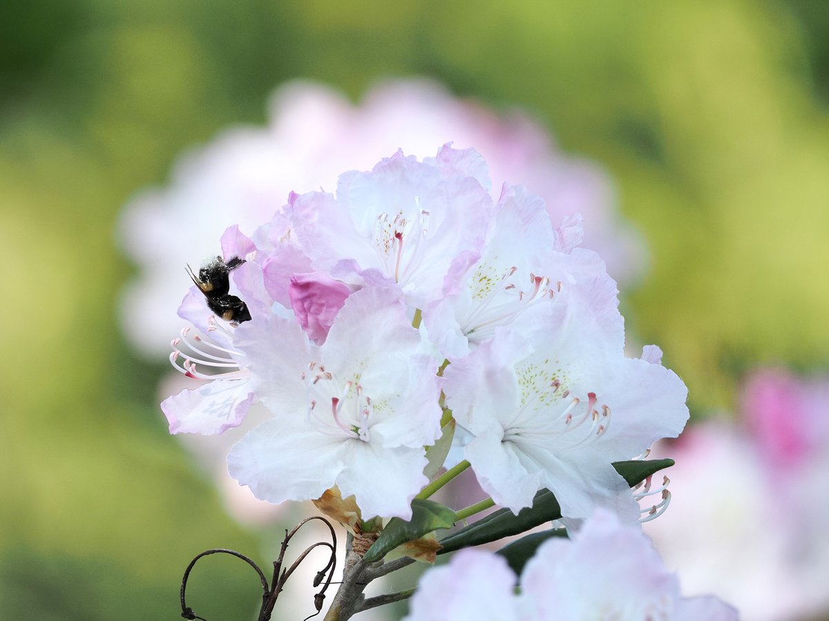 Rododendru ziedēšanas laiks ir sācies! botanika.lu.lv/par-mums/zinas…