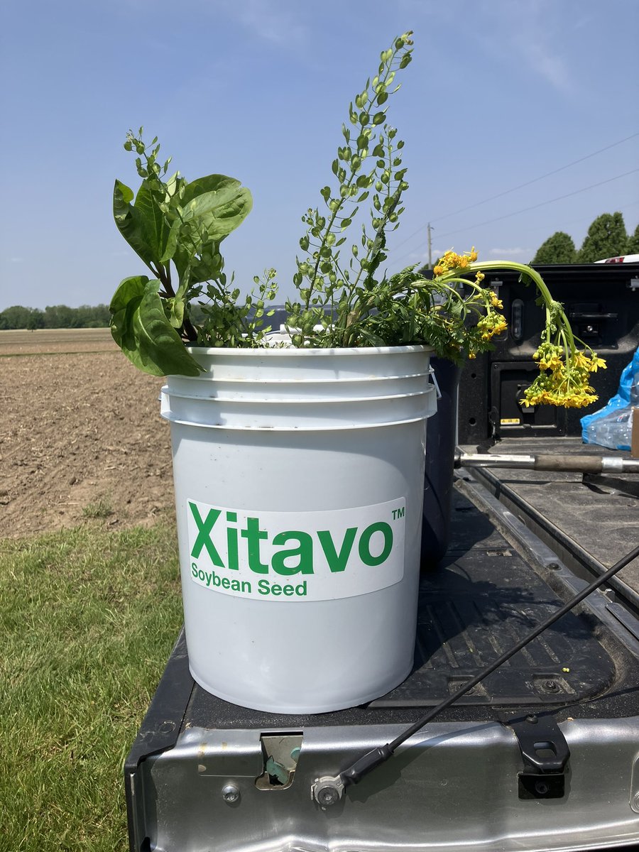 Teaching weed ID and loving every second of it! Do you spot any familiar weeds? 
#Xitavosoybeans
<a href="/BASFAgProducts/">BASF AgSolutions US</a>