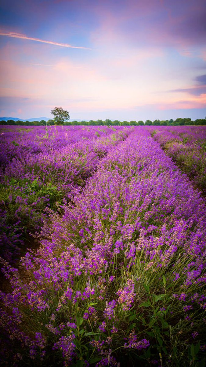 Снежана tweet media