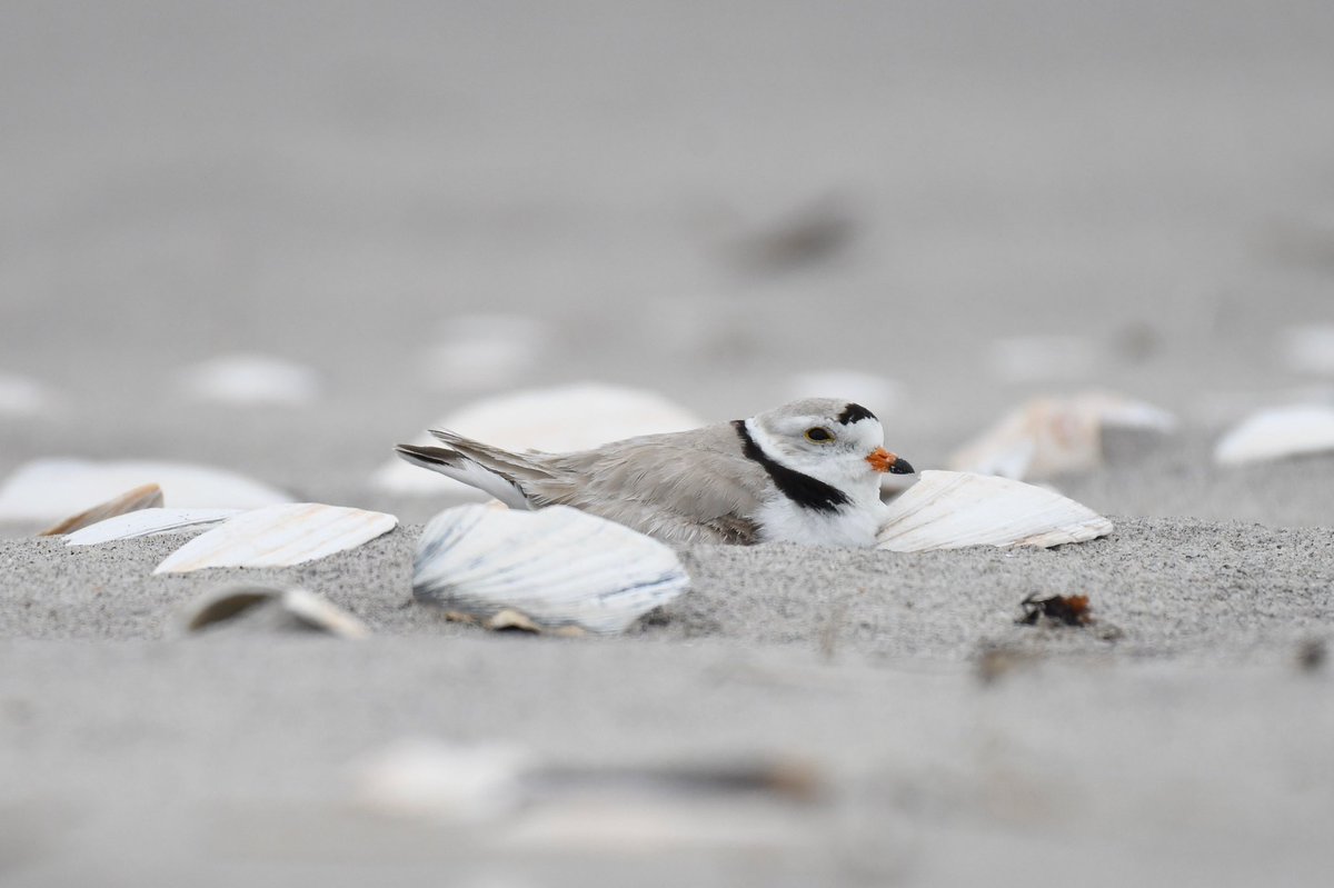 Please don’t enter roped off areas as there’s shorebird nests like Clark Kent’s here. Both plover parents incubate the eggs. Dogs, kites, drones &amp; humans entering closed areas all cause nest loss &amp; abandonment. Please give them space during this critical time. #protecttheplovers