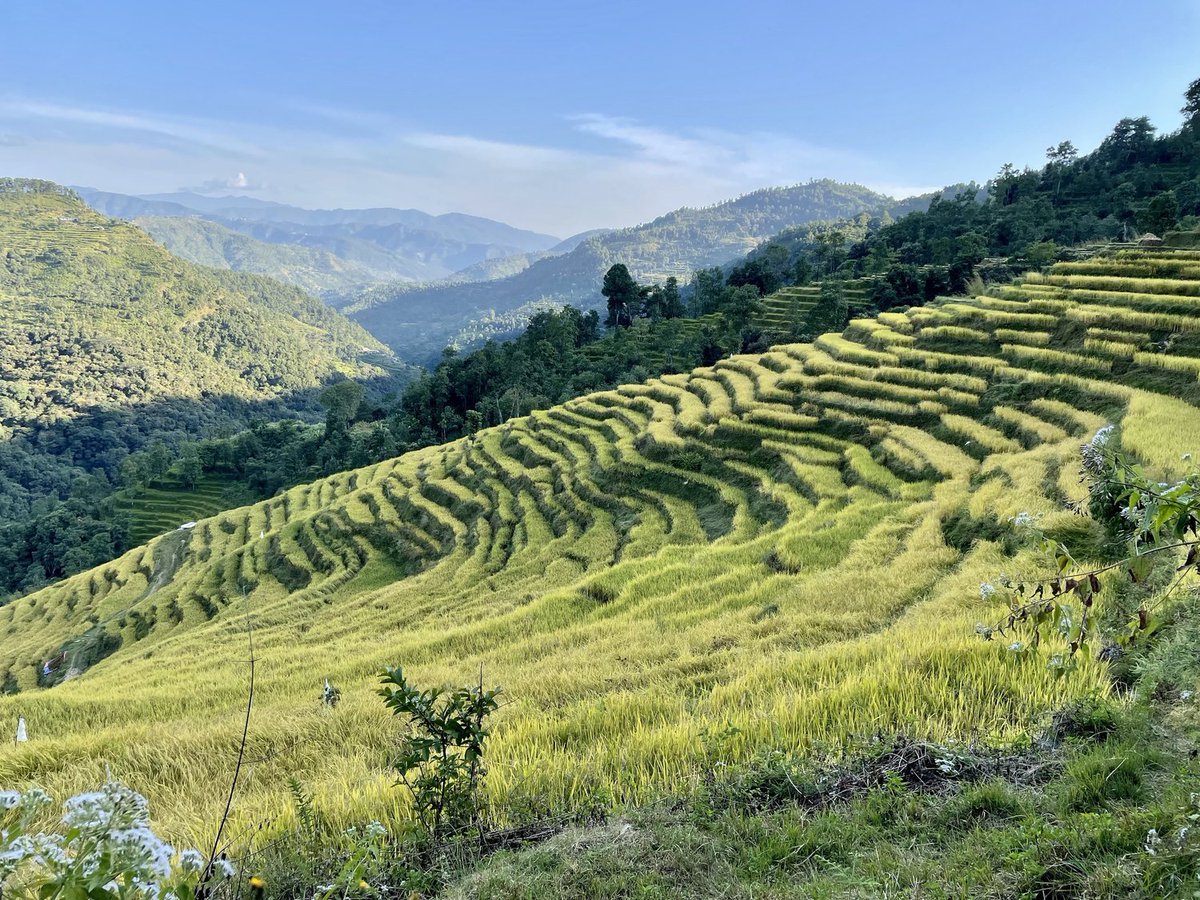 Drewmarshall's tweet photo. Announcement!
@drewmarshall has donated $1400 of $PEPE profits to @consciousimpct to complete funding for the Bimire water project, for new holding tanks, pipes and taps to provide water to 80+ households.
Check out their Instagram for PROOF OF WORK!
https://t.co/4ZI7rEPC7v https://t.co/RZv9GpsyNI