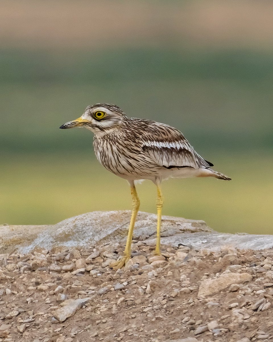 Falcó cama-roig (Falco vespertinus) i Torlit (Burhinus oedicnemus) dues de les espècies vistes al cap de setmana ornitològic dels @EspaisPonent @sales_sergi