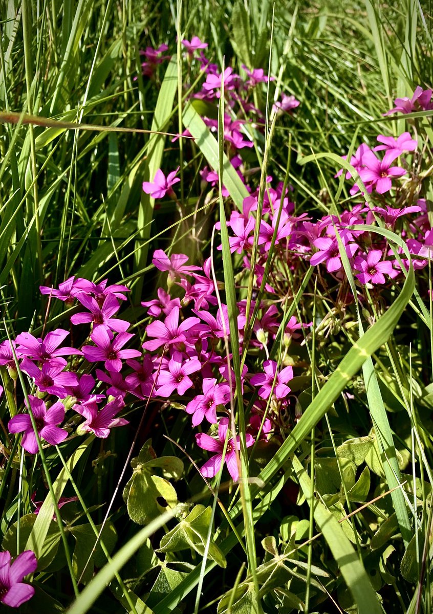 CharliPrime's tweet photo. My attention was caught by these beautiful red campion in the morning light. When you make time to notice Nature, you will enhance your day. #WomenEdWednesday #edutwitter #wellbeing #wellness #catchinglight #coaching https://t.co/y6gBHTdPag