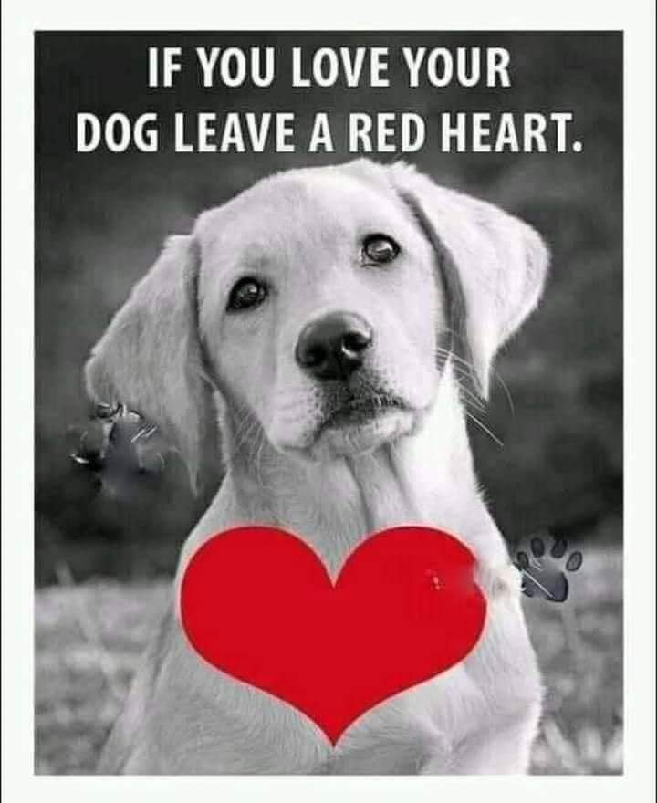 Doggy Nation 🌏 tweet media