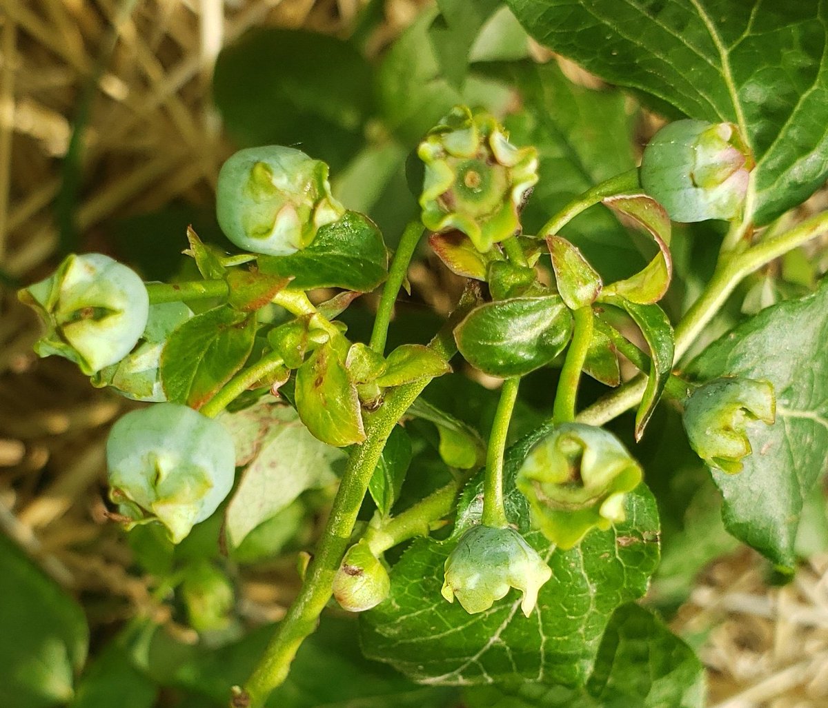 Baby broccoli and baby blueberries