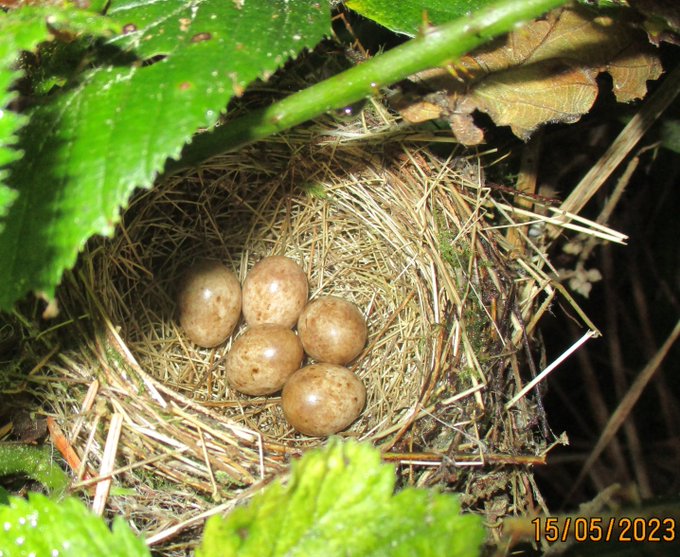 Sedge Warbler nest